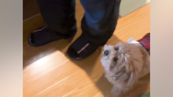 部屋の中を歩くおじいちゃん→犬が隣で『ゆっくり』と…あまりにも尊すぎる『ふたりの歩幅』に反響「守ってる」「足音すら愛おしい」「たまらん」(ブログ)