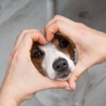 犬に意味がない『愛情表現』4つ　飼い主が意外とやりがちな行動や正しく愛を伝える方法まで(ブログ)