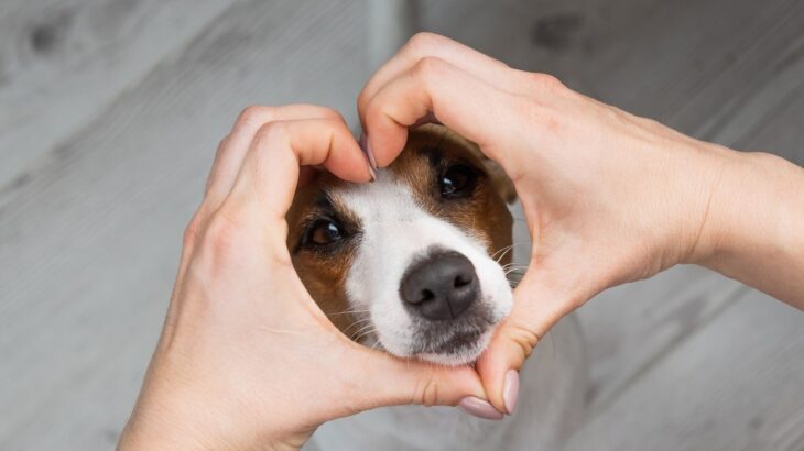 犬に意味がない『愛情表現』4つ　飼い主が意外とやりがちな行動や正しく愛を伝える方法まで(ブログ)