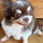 孤独死した老人のそばで発見された『元繁殖犬』→助けを待ち続けて…壮絶な犬生を乗り越えた『現在の光景』が話題「辛かったね」「涙が止まらん」(ブログ)