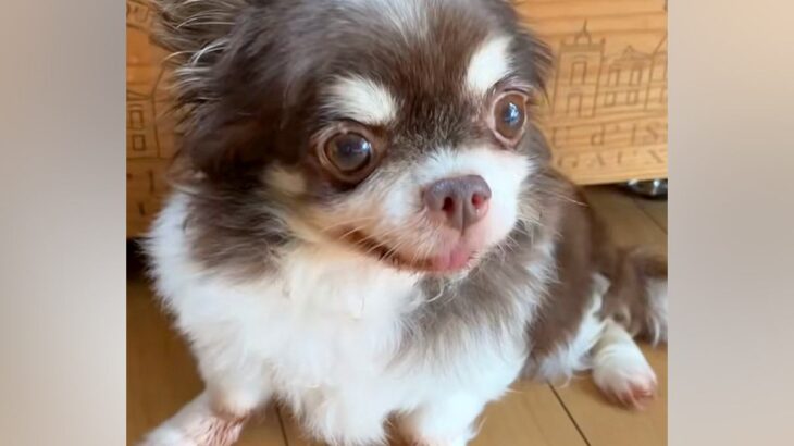 孤独死した老人のそばで発見された『元繁殖犬』→助けを待ち続けて…壮絶な犬生を乗り越えた『現在の光景』が話題「辛かったね」「涙が止まらん」(ブログ)