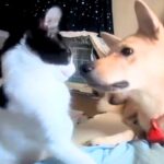 保護した猫が新しい家族のもとへ→里親さんから映像が送られてきて…『先住犬と仲良くなれた瞬間』が泣けると34万再生「尊い」「優しい時間」(ブログ)