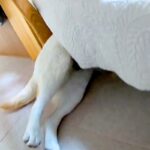 大嫌いな『耳掃除』を察した大型犬→嫌がりすぎて、ソファの下に…まさかの『頭隠して尻隠さずな光景』に爆笑「攻防が微笑ましい」「可愛いｗ」(ブログ)
