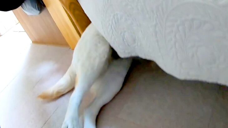 大嫌いな『耳掃除』を察した大型犬→嫌がりすぎて、ソファの下に…まさかの『頭隠して尻隠さずな光景』に爆笑「攻防が微笑ましい」「可愛いｗ」(ブログ)