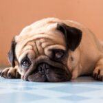 犬に悲しい思いをさせる『タブー行為』5選　避けるべき行動や飼い主がすべき心のケアまで(ブログ)