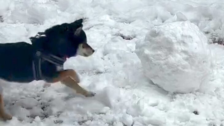 庭で雪だるまを作ろうとしていたら、犬がやってきて…無慈悲すぎる『まさかの行動』に45万再生の反響「可愛い攻防戦」「本能スイッチオンｗ」(ブログ)