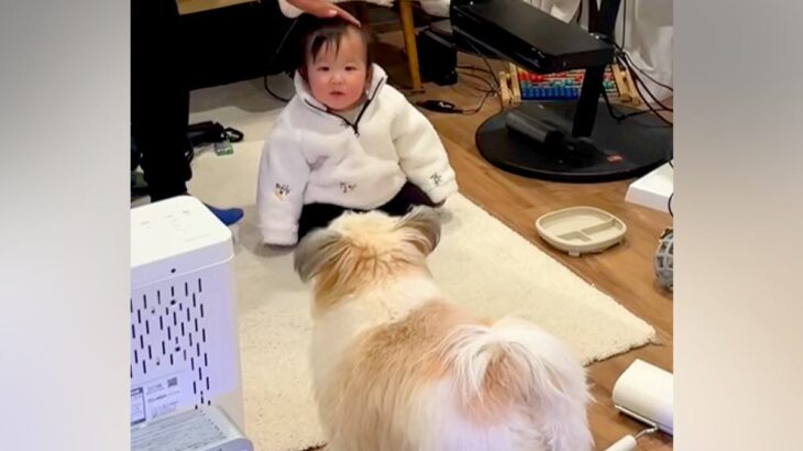 赤ちゃんに触ろうとすると、犬がすぐさま駆けつけて…『過保護すぎる光景』が尊いと54万再生「可愛すぎる護衛」「機敏なSPｗｗ」「頼もしい」(ブログ)