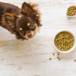 犬が『遊び食べ』をしてしまう3つの原因　ごはんをきちんと食べてもらうための対処法まで(ブログ)