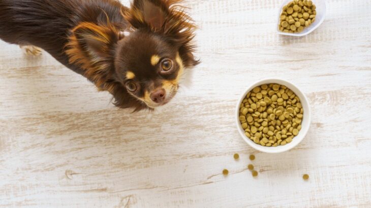 犬が『遊び食べ』をしてしまう3つの原因　ごはんをきちんと食べてもらうための対処法まで(ブログ)