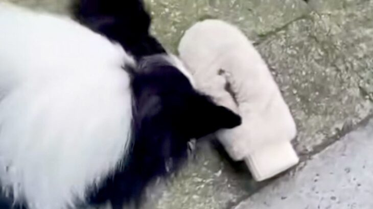 外で落とした手袋を探しに行ってくれた犬→見つけたと思ったら…想定外な『まさかのオチ』に爆笑「厳正な審査の上、違ったみたいｗ」「賢い」(ブログ)