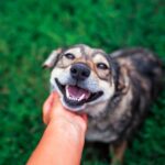 犬に嫌われているかどうかを判断する方法５選　避けられやすい人の特徴や好かれるためにすべきことまで(ブログ)