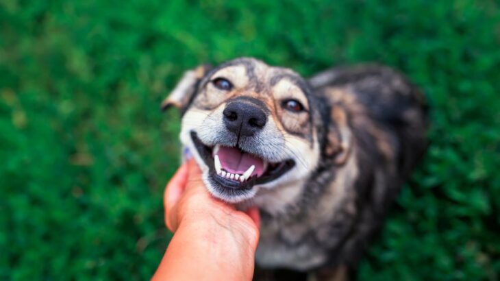 犬に嫌われているかどうかを判断する方法５選　避けられやすい人の特徴や好かれるためにすべきことまで(ブログ)