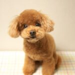 『長生きすると言われている犬種』５選　愛犬の健康寿命を延ばすためにできることまで(ブログ)
