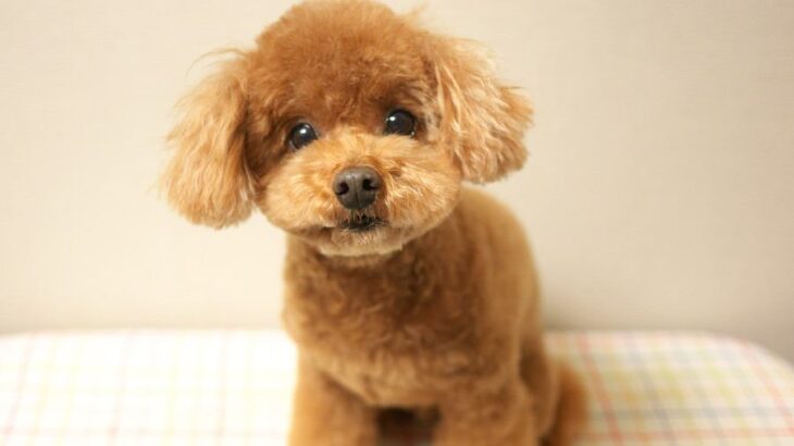 『長生きすると言われている犬種』５選　愛犬の健康寿命を延ばすためにできることまで(ブログ)