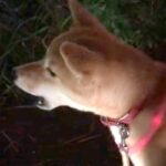『遠吠え下手くそ選手権一位』夕方にチャイムを聞いた犬→予想と違いすぎる『鳴き声』が60万再生「笑い止まらんｗｗｗ」「もはや襲われてて草」(ブログ)