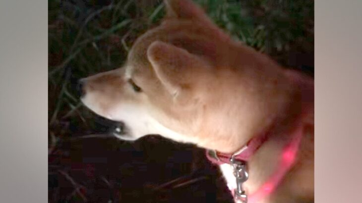 『遠吠え下手くそ選手権一位』夕方にチャイムを聞いた犬→予想と違いすぎる『鳴き声』が60万再生「笑い止まらんｗｗｗ」「もはや襲われてて草」(ブログ)