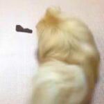 ジャーキーをもらった犬→『喜んで食べる』と思いきや…予想を上回る『まさかの行動』に5万いいね「どういう心境ｗｗ」「もう逃げられなくて草」(ブログ)