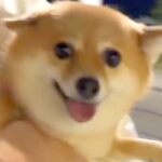 久々にママが帰ってくるので、犬が『駅までお迎えに行った』結果→再会の瞬間に…ドタバタすぎる『おかえり』が54万再生「よっぽど嬉しいんだ」(ブログ)