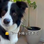 世界一頭が良い犬種に『シート持ってきて』とお願いしてみた結果…初めてとは思えない『衝撃の光景』が139万再生「前世人間？」「天才すぎる」(ブログ)