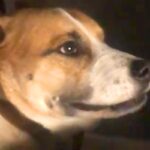 同居犬にチーズを横取りされた犬→ブチギレてしまい…まるで『人の兄弟のような光景』が26万再生「食べ物の恨みは怖いｗ」「心から謝ってる」(ブログ)