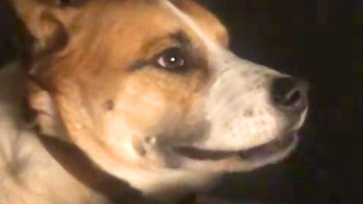 同居犬にチーズを横取りされた犬→ブチギレてしまい…まるで『人の兄弟のような光景』が26万再生「食べ物の恨みは怖いｗ」「心から謝ってる」(ブログ)