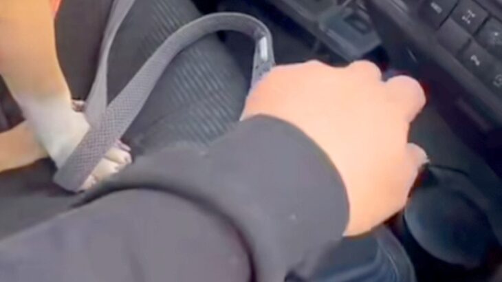 車の助手席に座る犬→飼い主が『シフトレバーの上に手を置いた』瞬間…まさかの光景が18万再生「強引な彼女ｗｗ」「あざとい女子で草」と反響(ブログ)