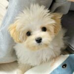 SNSで外国人に引用される『大人気な犬』→まさか過ぎる『数々のあだ名』が1352万表示の反響「確かに焼き色がｗｗ」「食べられますか？」(ブログ)