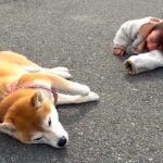 女の子と一緒に犬を散歩中『同時に帰宅拒否』をしてしまい…10日後→『まさかの光景』が100万再生「あまりにも可愛い」「成長感じる」(ブログ)