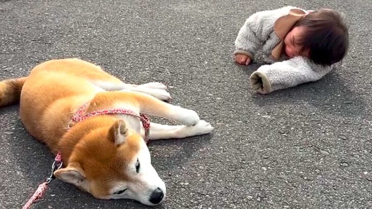 女の子と一緒に犬を散歩中『同時に帰宅拒否』をしてしまい…10日後→『まさかの光景』が100万再生「あまりにも可愛い」「成長感じる」(ブログ)