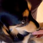 『一緒に寝たい、寝室に連れて行って』とおねだりする犬→とんでもなく可愛い『おててのアピール』が10万再生「上目遣いの破壊力」「たまらん」(ブログ)