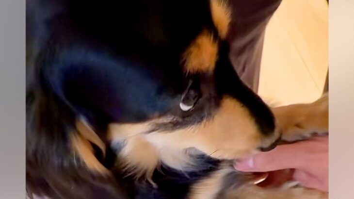 『一緒に寝たい、寝室に連れて行って』とおねだりする犬→とんでもなく可愛い『おててのアピール』が10万再生「上目遣いの破壊力」「たまらん」(ブログ)