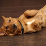 犬が『ごめんなさい』と言っているサイン4選　反省しているかどうかを見極める方法まで(ブログ)