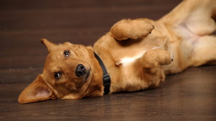 犬が『ごめんなさい』と言っているサイン4選　反省しているかどうかを見極める方法まで(ブログ)