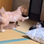 上機嫌で猫を遊びに誘う犬→『猫パンチ』を一撃お見舞いされ…完全にふてくされる光景が22万再生「可哀想だけど可愛いｗｗ」「犬と猫って感じ」(ブログ)