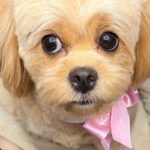 犬のトリミングで『カットのオーダーを間違えてしまった』結果…思っているのと違う『まさかの髪型』が50万表示「爆笑した」「完全一致ｗｗ」(ブログ)