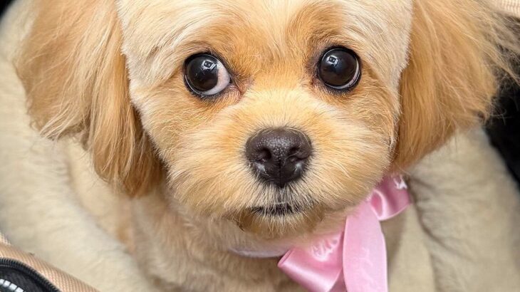 犬のトリミングで『カットのオーダーを間違えてしまった』結果…思っているのと違う『まさかの髪型』が50万表示「爆笑した」「完全一致ｗｗ」(ブログ)