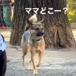 ドッグランでママとはぐれた元保護犬→必死に探し回って…見つけた時の『愛おしい反応』が17万再生「だから犬はたまらん」「可愛すぎて泣く」(ブログ)