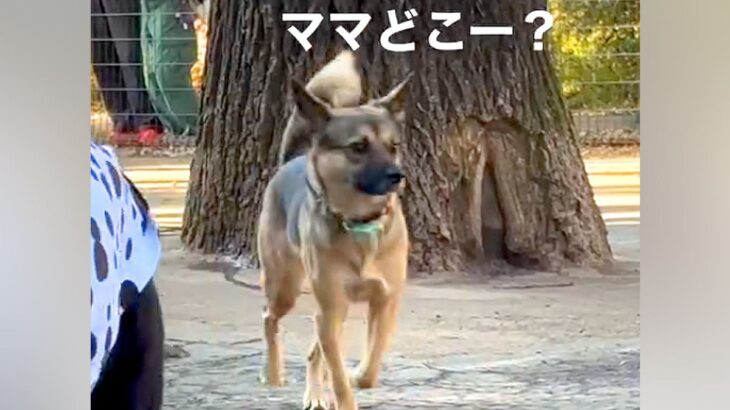 ドッグランでママとはぐれた元保護犬→必死に探し回って…見つけた時の『愛おしい反応』が17万再生「だから犬はたまらん」「可愛すぎて泣く」(ブログ)