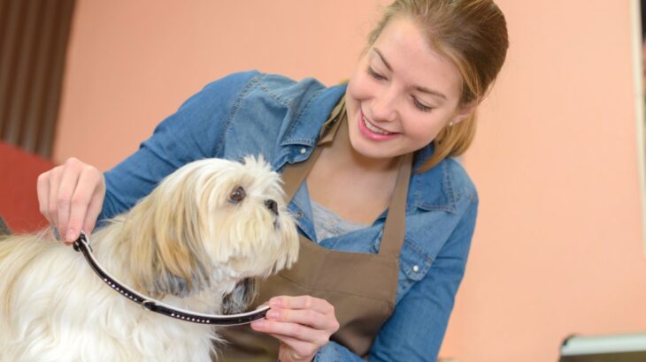 犬にとって『危険な首輪』５選　絶対NGな理由や起こり得るトラブルまで(ブログ)