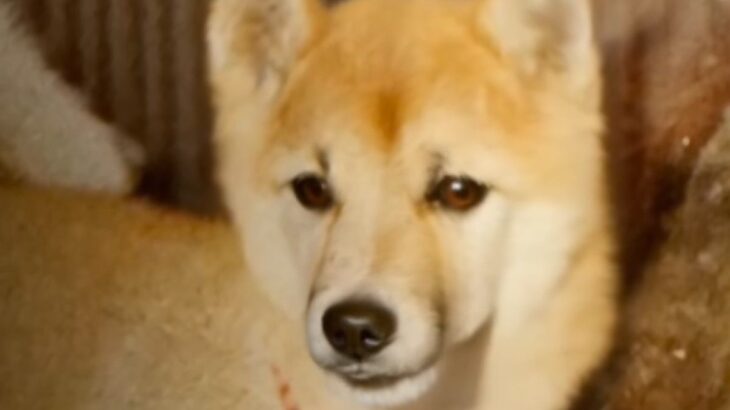 44年前、使い捨てカメラで撮影された犬→AI技術によって…まるで『再会を果たしたかのような光景』が20万再生「涙が出た」「すごい時代」(ブログ)