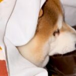 寒い日『絶対にコタツ布団から出たくない』と意地になる犬→あまりにも怠惰な『水分補給の様子』に反響「気持ちわかりすぎるｗ」「起きてて偉い」(ブログ)