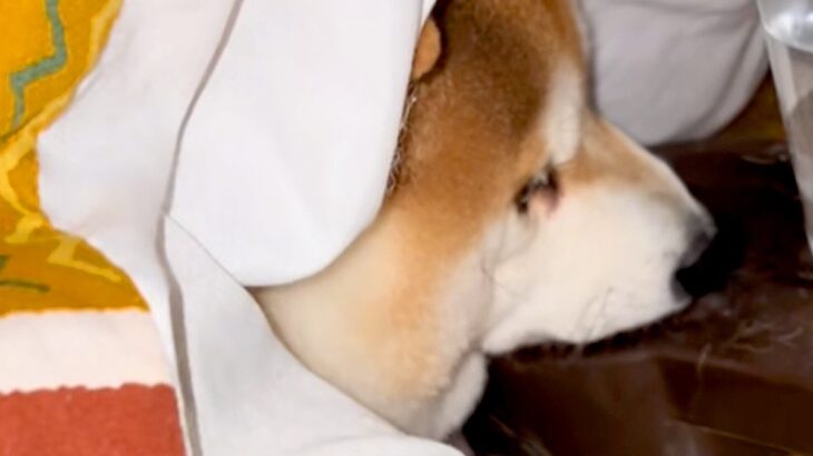 寒い日『絶対にコタツ布団から出たくない』と意地になる犬→あまりにも怠惰な『水分補給の様子』に反響「気持ちわかりすぎるｗ」「起きてて偉い」(ブログ)