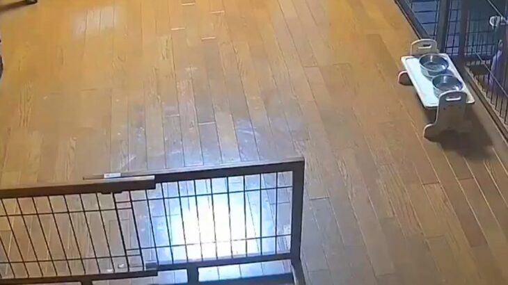 犬の反応『妹が遊びに来た時』と『母に呼ばれた時』を比較した結果→思った以上に『差が激しい光景』がおもしろ可愛いと10万表示の反響(ブログ)