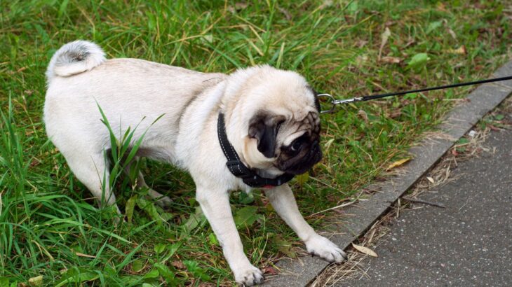 犬が散歩で『歩きたくない』ときにみせる行動4選　愛犬の気分を高めるためにできることまで(ブログ)
