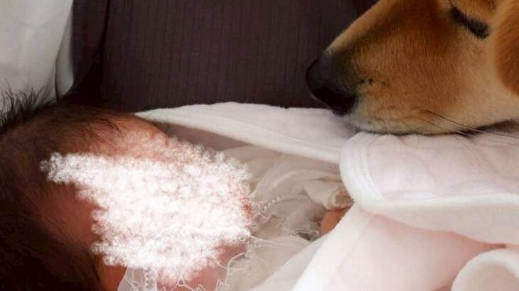 赤ちゃんと初めて暮らす元野犬→『絶対怖がるな』と思っていたら…予想外だった『驚きの変化』が10万表示「泣けてくる」「優しい世界」と称賛(ブログ)