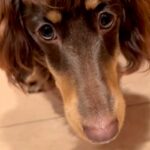 『初めて見たｗｗｗ』前髪がある犬→地毛とは思えない『マダムのような髪型』に28万再生の反響「待って、めちゃおもろいｗ」「可愛すぎる」(ブログ)