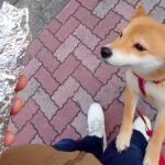 犬の散歩中、焼き芋屋さんがサツマイモをくれて…微笑ましいと思いきや→センスが光る『まさかのBGM』に大爆笑「世界一おもろい」「確変で草」(ブログ)