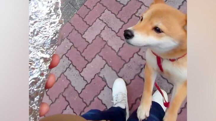 犬の散歩中、焼き芋屋さんがサツマイモをくれて…微笑ましいと思いきや→センスが光る『まさかのBGM』に大爆笑「世界一おもろい」「確変で草」(ブログ)