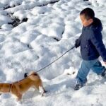 雪の中で子犬を散歩する男の子→突然引っ張られてしまい…微笑ましすぎる『まさかのハプニング』に反響「わかるｗ」「リード離さないお兄ちゃん偉い」(ブログ)