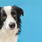 『頭がいい犬種』5選　高い学習能力を持つ犬の特徴や賢く育てるトレーニング方法まで(ブログ)